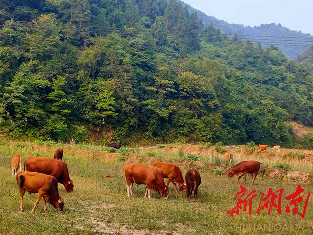 新晃:青山处处见黄牛