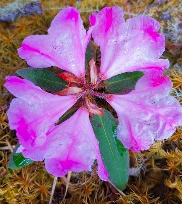 灭绝后再次"复活!全球最珍贵的花在四川现世,全球仅此一株