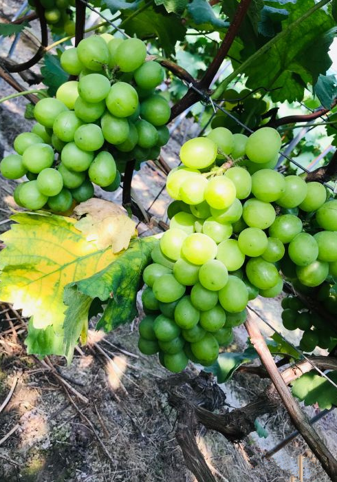 "萄"醉一夏,来松江摘葡萄吧!