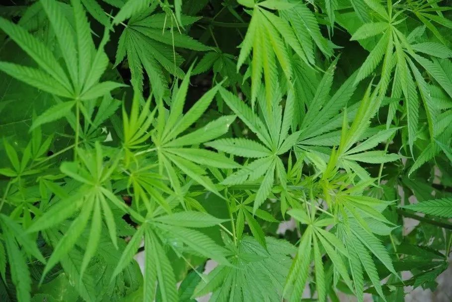 其实包含两个变种(或亚种):普通大麻(cannabis sativa var.