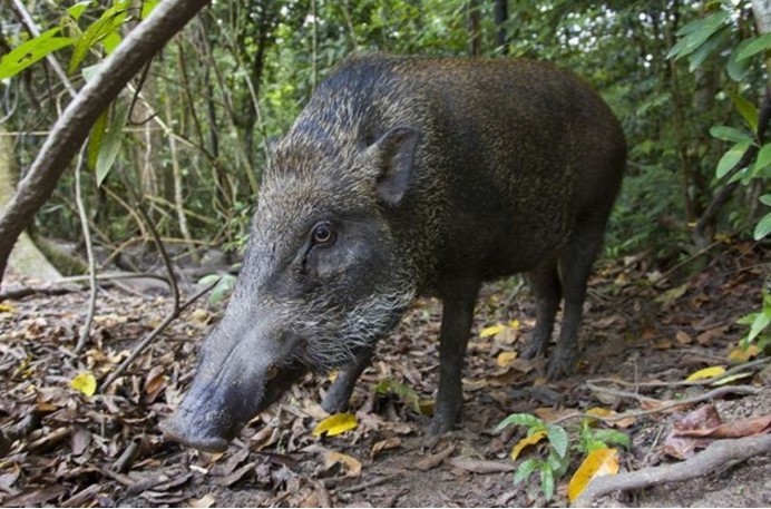 多地下发野猪通缉令(多地下发野猪通缉令日语怎么说)