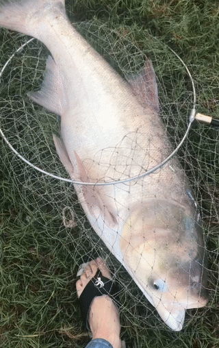 马鞍山钓鱼人钓上"巨型胖头鱼",鱼鳞菜刀刮不动,太大了