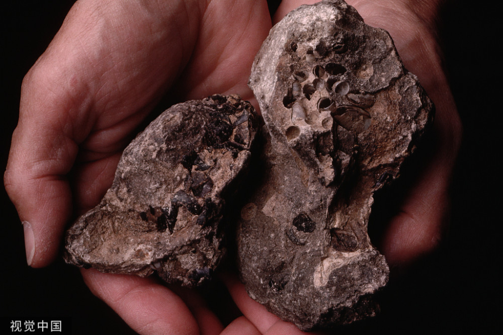 龙涎香价值连城是怎么形成的