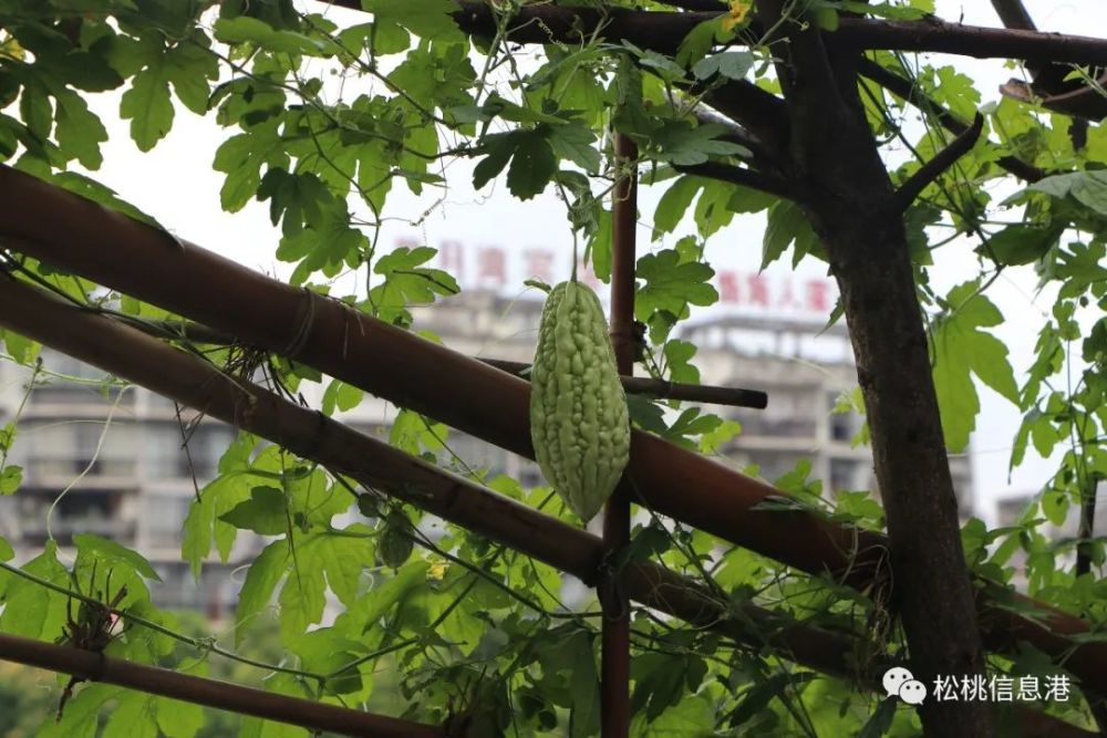 菜園是最熱鬧的 勤勞的松桃人種的本地茄子,缸豆,辣椒,黃瓜 苦瓜,絲瓜