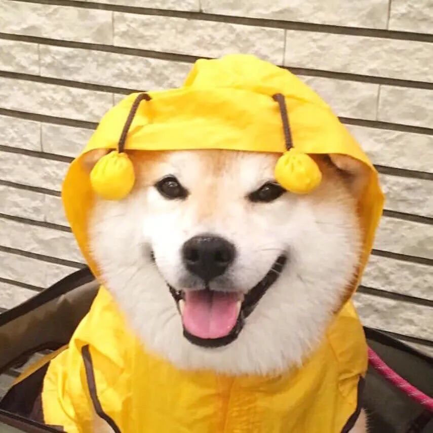 狗狗头像图片 腾讯网