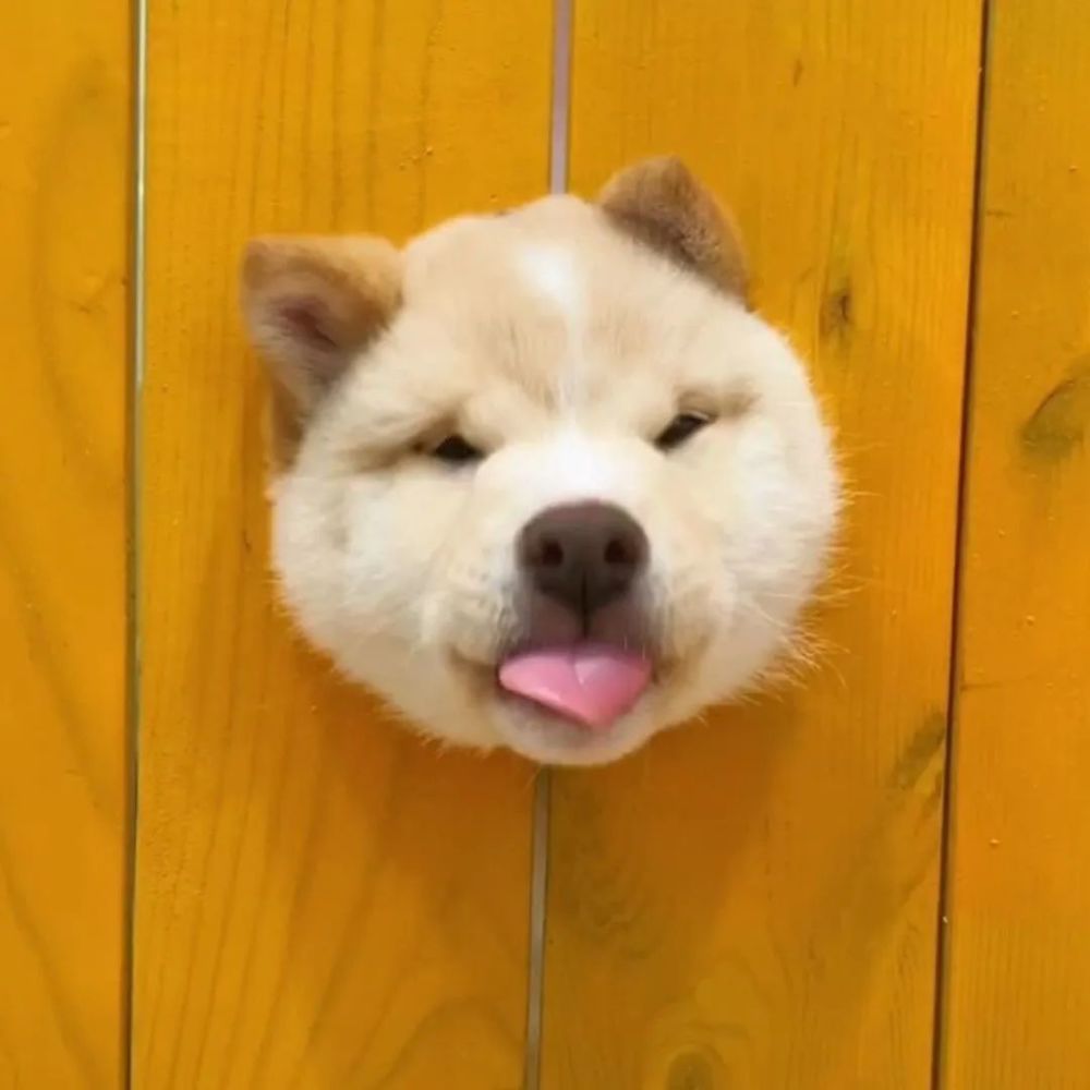 狗狗头像图片 腾讯网