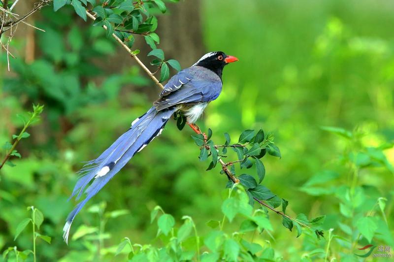 灰喜鹊华北亚种,一种有原则的鸟,能蹦跳决不走地,绝不去针叶林