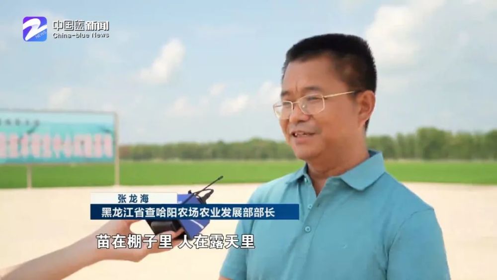 黑龙江省查哈阳农场农业发展部部长  张龙海苗在棚子里,人在露天里,苗