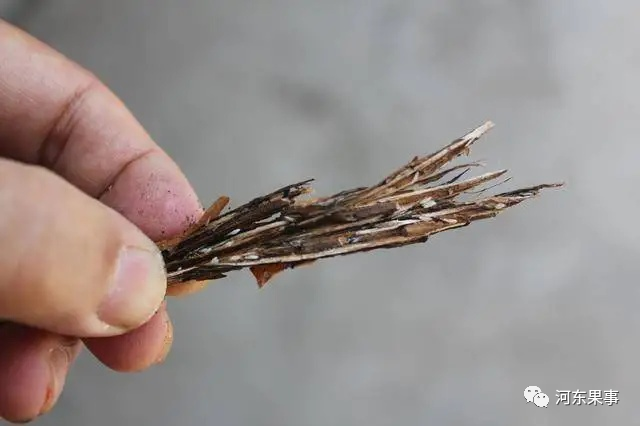 致富新门路剪金蝉卵枝售价高达150元枝