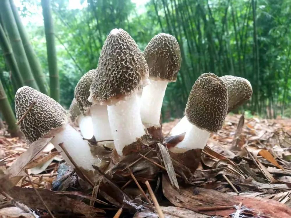 唤醒了林间自由生长的"小精灵"——竹荪