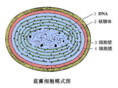 没有月亮就没有氧气?专家:因为月亮,地球恐再次迎来氧气大爆发