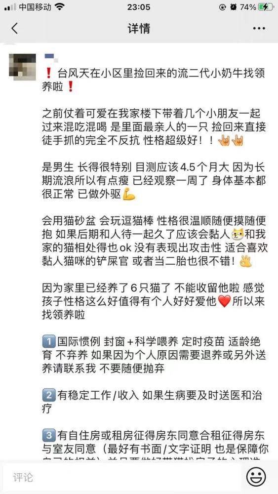 养猫不封窗 你是真的以为猫有九条命吗 腾讯新闻