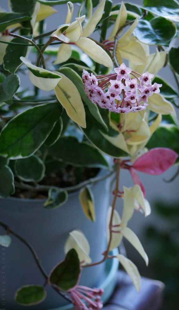 室內養花養棵錦紅球蘭吧花葉俱美香氣怡人開花很勤奮