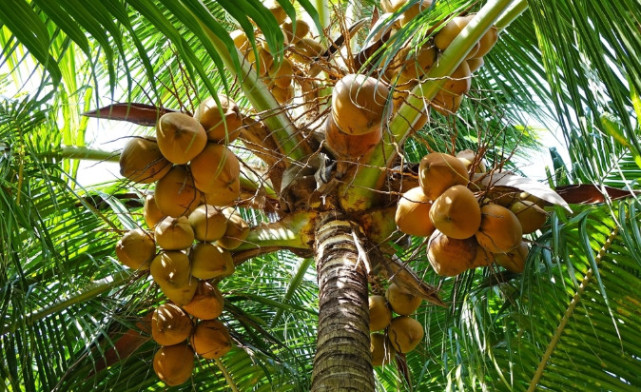 西米是什么"米"?请注意:这不是植物的种子,而是树干的淀粉!