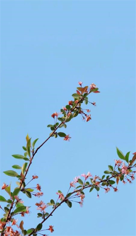 治愈系手机壁纸唯美高清意境小清新风景壁纸图片