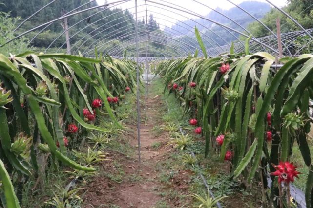 玉屏红心火龙果上市采摘啦