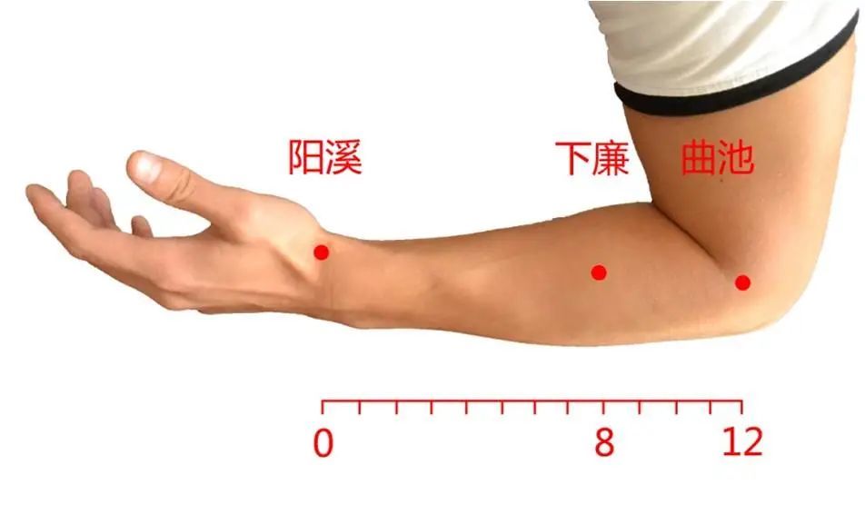 【穴位图】下廉穴,肠胃的清道夫