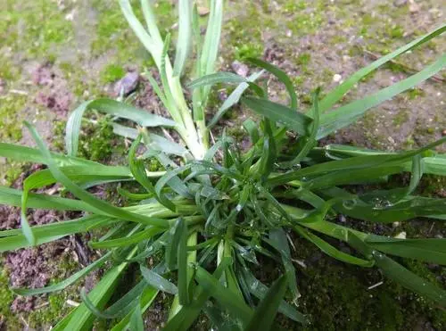 牛筋草的功效與作用,牛筋草怎麼吃對身體有益