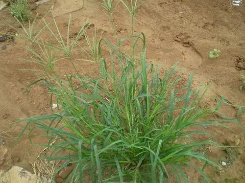 牛筋草的功效與作用牛筋草怎麼吃對身體有益