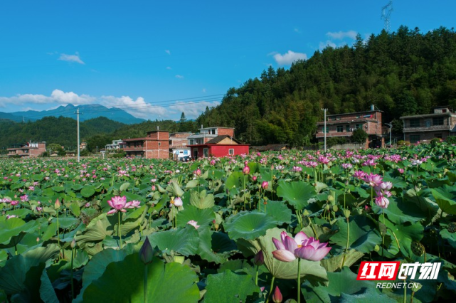 初秋乡村美如画|寨前镇|桂东县|扶任飞|湖南|水湾村