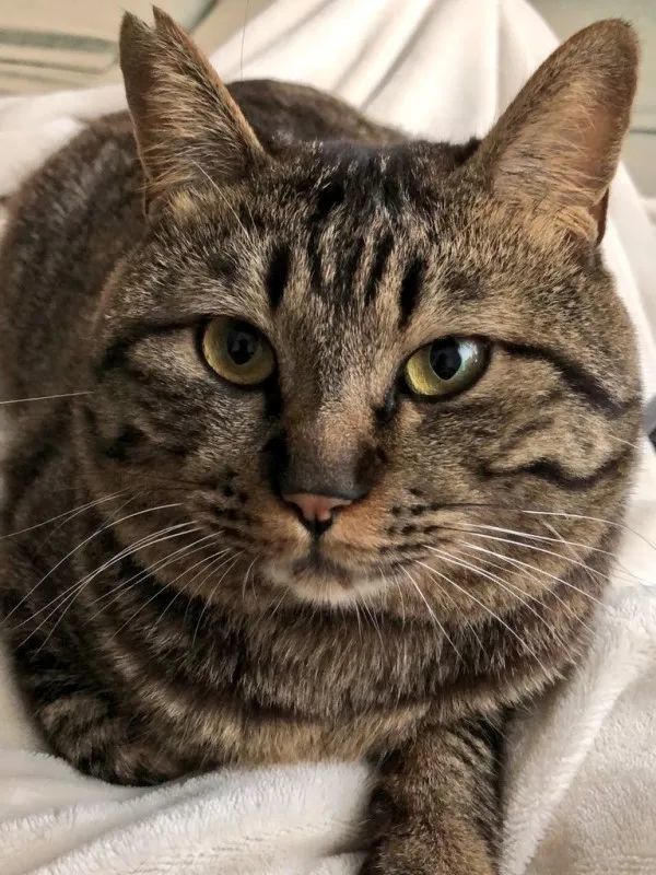 铲屎官晒出领养的狸花猫一年对比照,网友都惊呆:脖子呢?变化也太大!