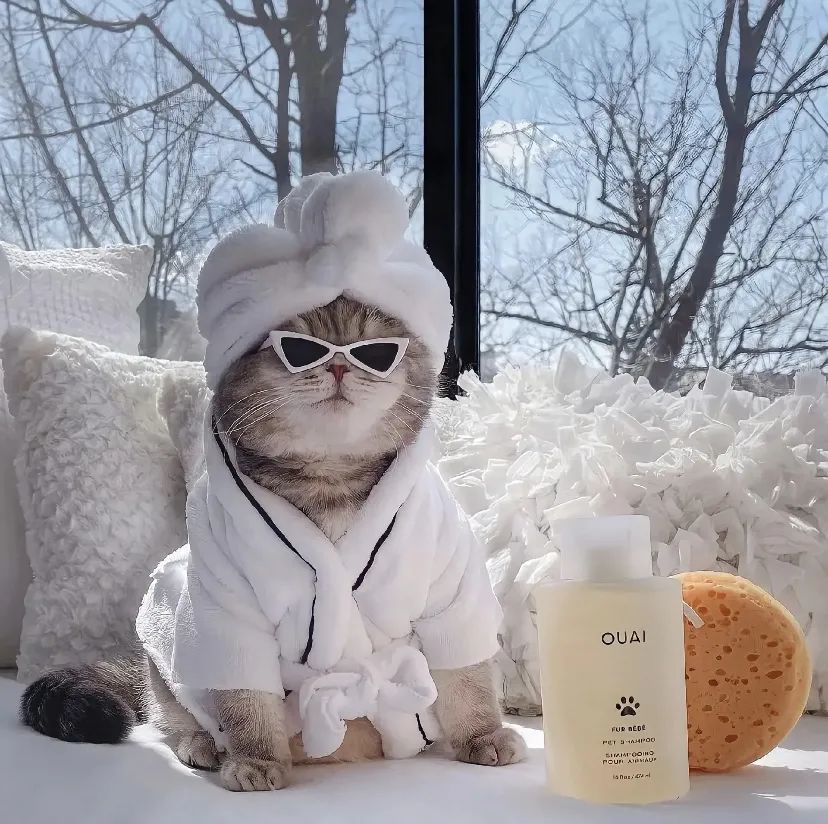 微信头像贵族猫咪