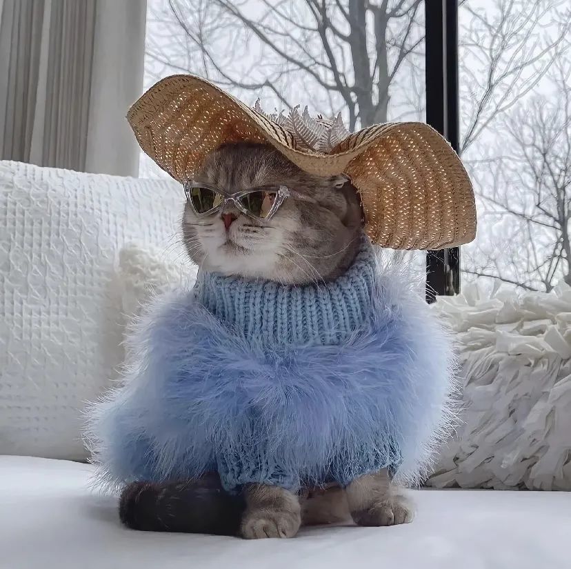 微信头像:贵族猫咪