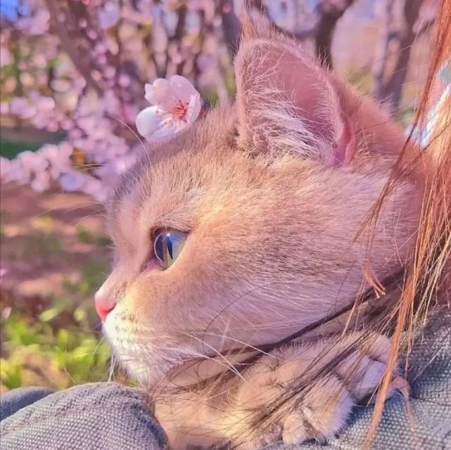 微信头像贵族猫咪
