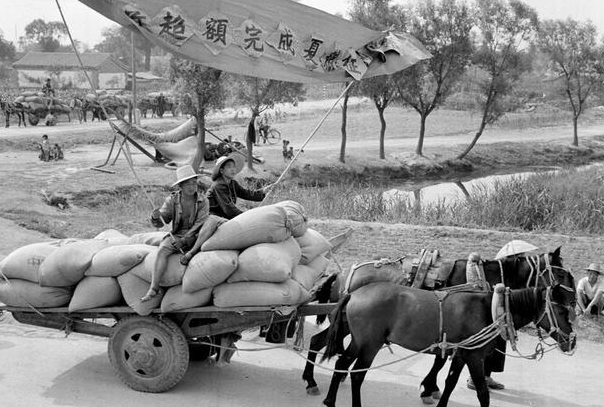 一组80年代农村"交公粮"的老照片,老一辈农村人终生难忘的记忆