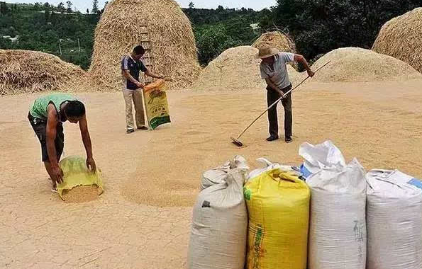 一组80年代农村"交公粮"的老照片,老一辈农村人终生难忘的记忆