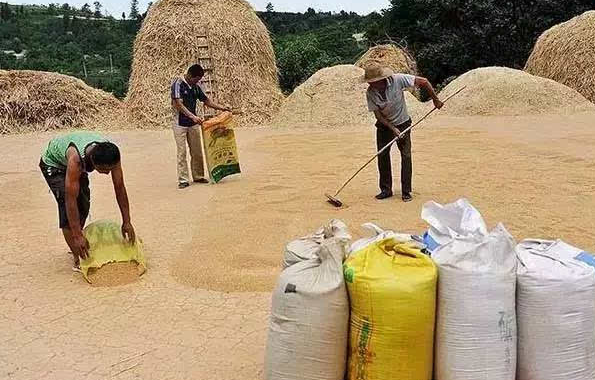 一組80年代農村交公糧的老照片老一輩農村人終生難忘的記憶