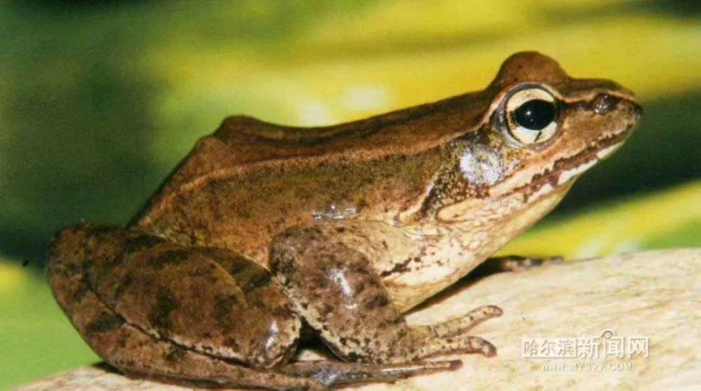 推进林蛙产业高质量发展,保护野生林蛙资源|黑龙江三部门联合发布意见