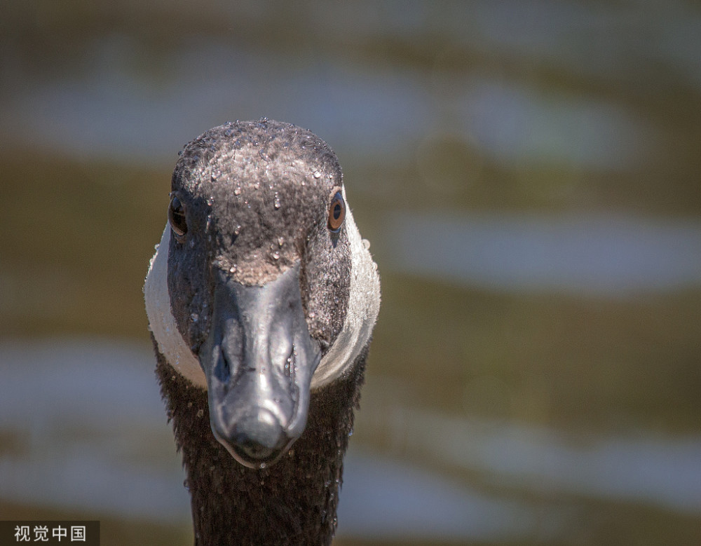 赔59万咬成残疾被称家禽界流氓村霸大鹅为何见谁都硬刚