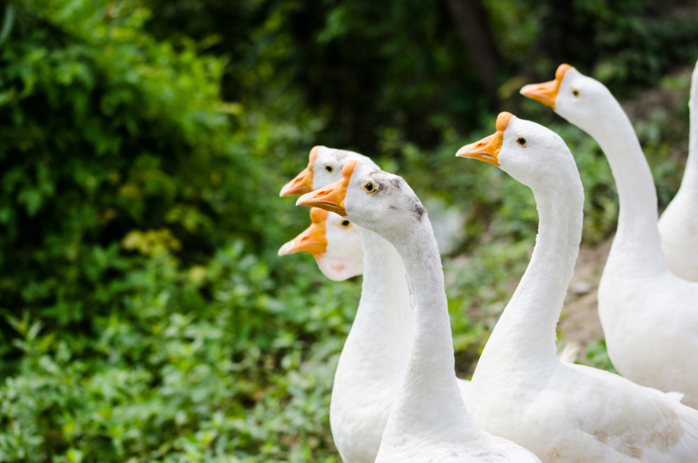 赔59万,咬成残疾,被称家禽界流氓!村霸大鹅,为何见谁都硬刚?_腾讯新闻