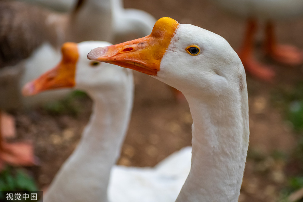 赔59万,咬成残疾,被称家禽界流氓!村霸大鹅,为何见谁都硬刚?_腾讯新闻