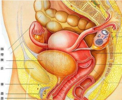 盆腔和膀胱的位置图图片