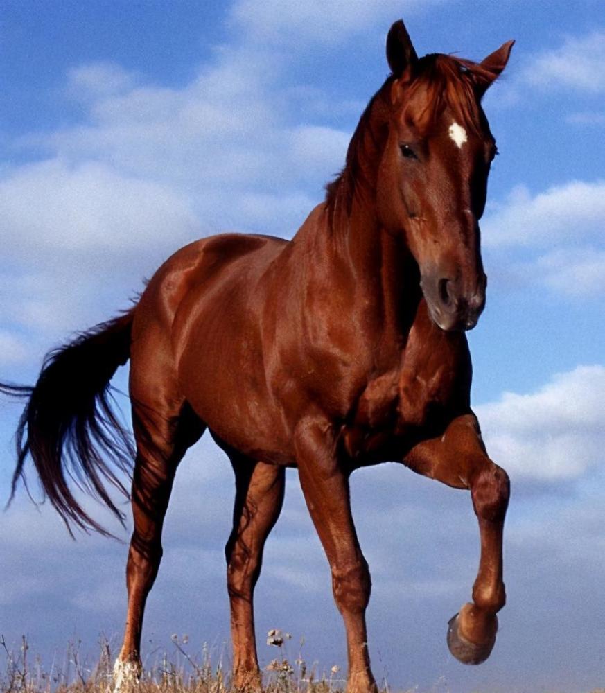 中国历史上十大名马