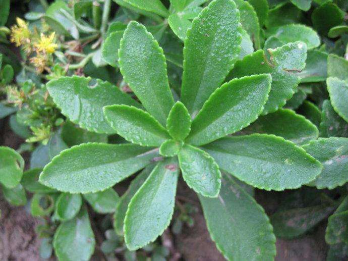 这种植物"传说中"的金不换,现在的年轻人,大部分都不认识它?