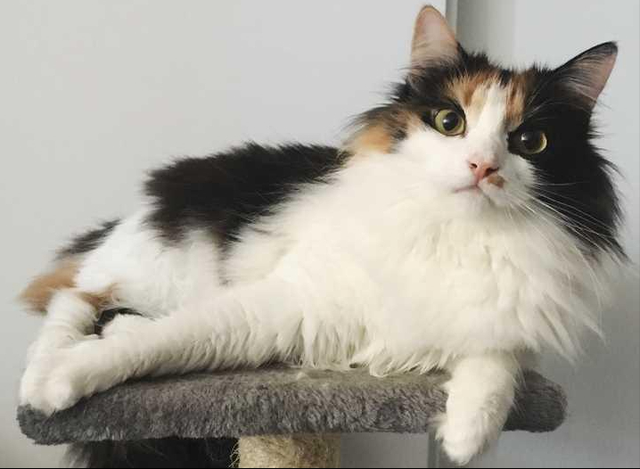 为啥养三花猫的人这么少因为不愿经历这5大痛苦