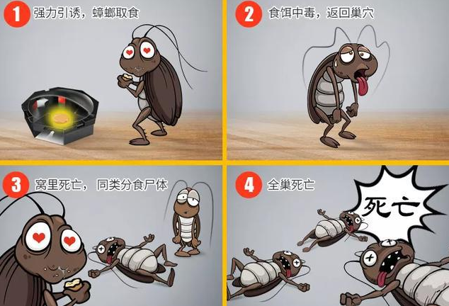 蟑螂为什么不能踩死