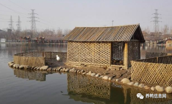 夏季养鸭窍门:给小鸭子搭一个鸭窝|小鸭子|池塘|小鸭|鸭子|稻壳|鸟笼