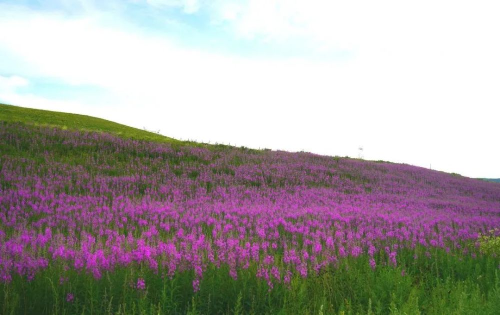 围观|柳兰花开,君可归