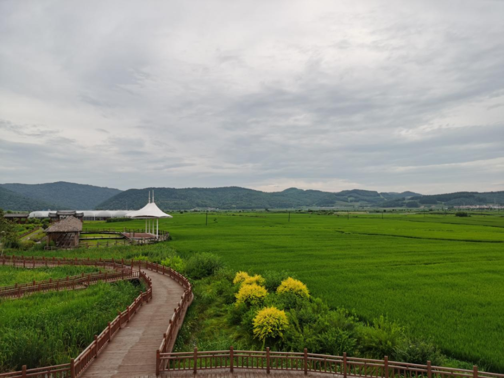 振兴有"稻" 安图县万宝镇助农增收走出新"稻"路