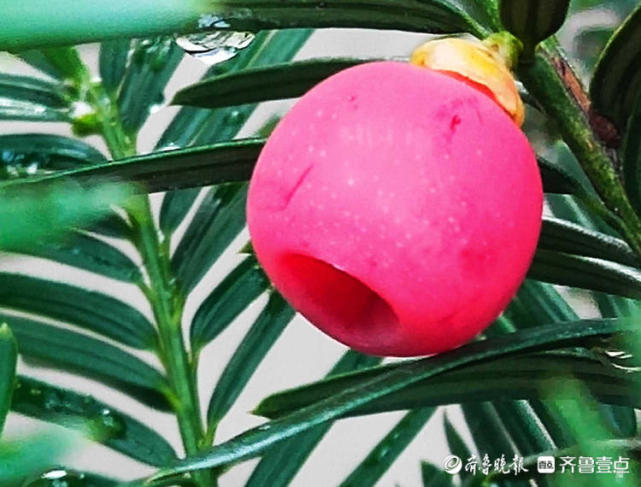 红豆杉为雌雄异株,雄株开花不结豆,雌株结豆不开花.