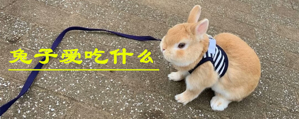 兔子吃什么这些食材很常见收藏后可自制兔粮啦