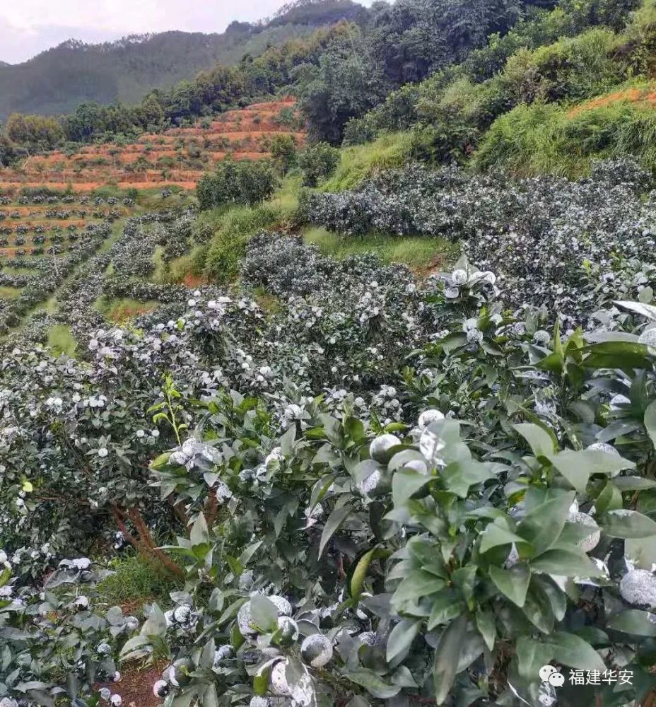 近日,在高车乡前岭村的茂谷柑产业园中,大片绿意盎然的茂谷柑树上