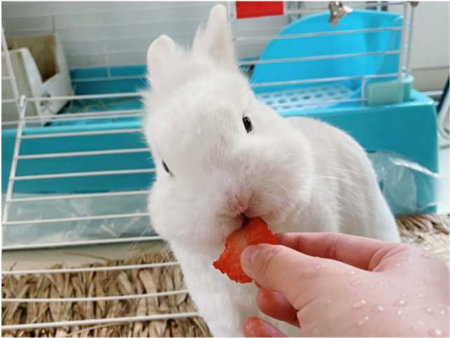 兔子吃什么这些食材很常见收藏后可自制兔粮啦