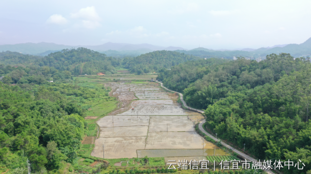 水口鎮群豐村500畝撂荒地開始插秧