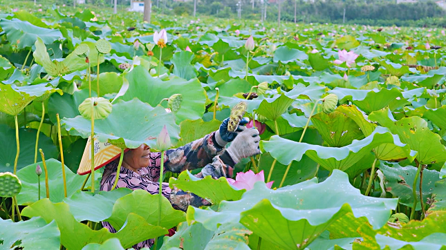 荷田采摘季莲子丰收时