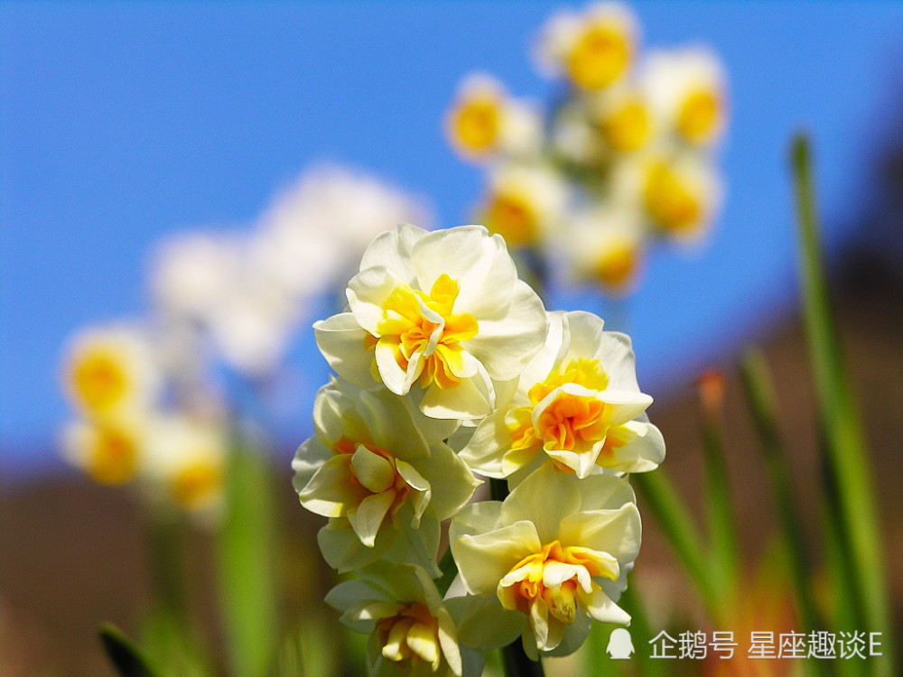 8月10日 日星座运势 双子全力以赴 狮子集思广益 双鱼思虑周全 腾讯新闻